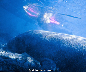 Manatee and garfish with Lucia background in Crystal Rive... by Alberto Romeo 